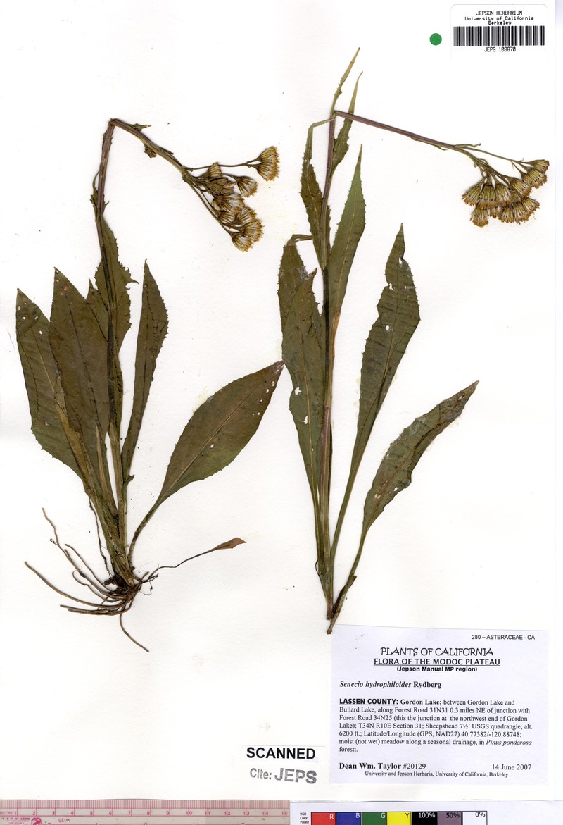 Tall Groundsel photo 3
