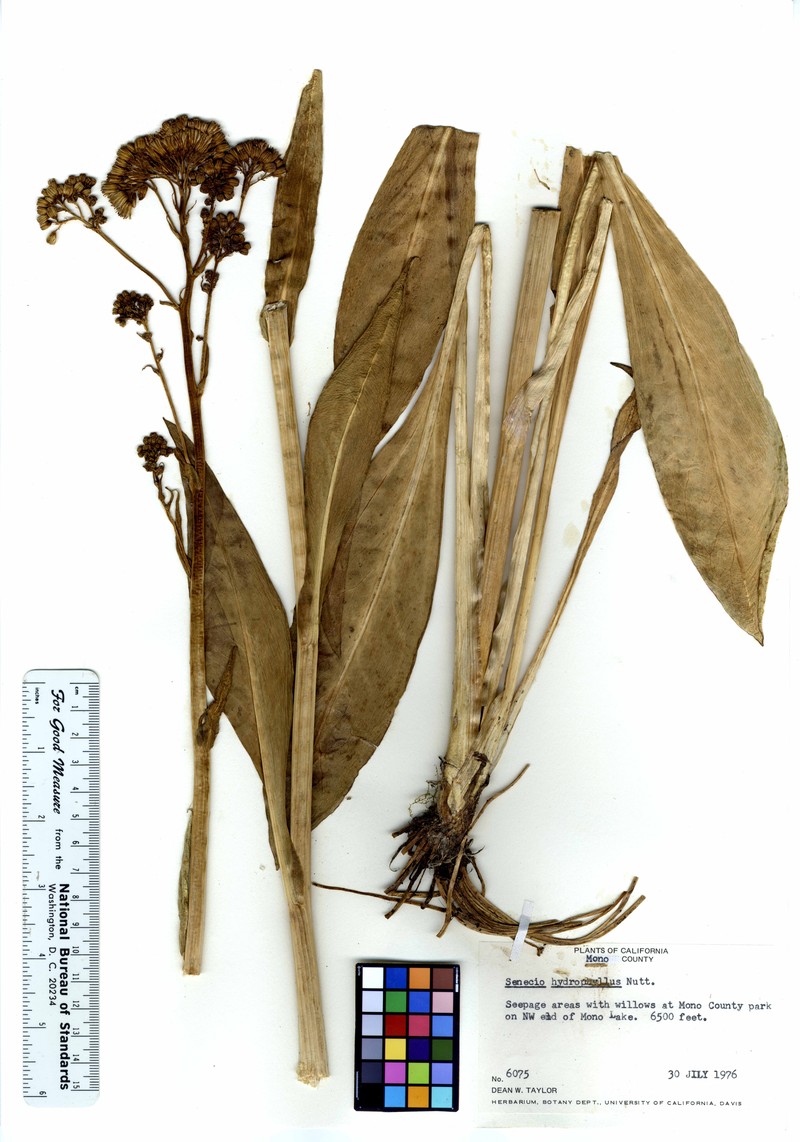 Tall Groundsel