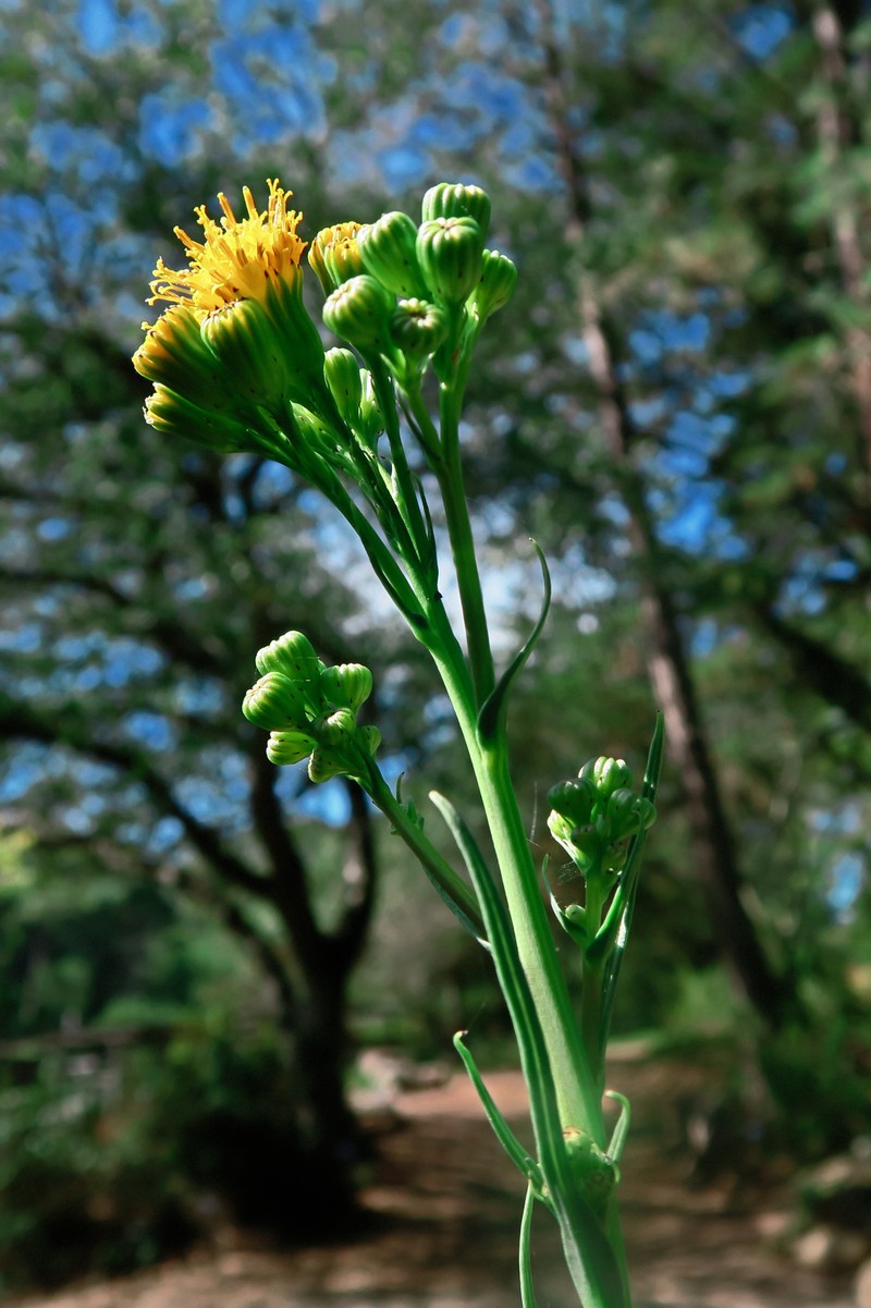 Tall Groundsel photo 2