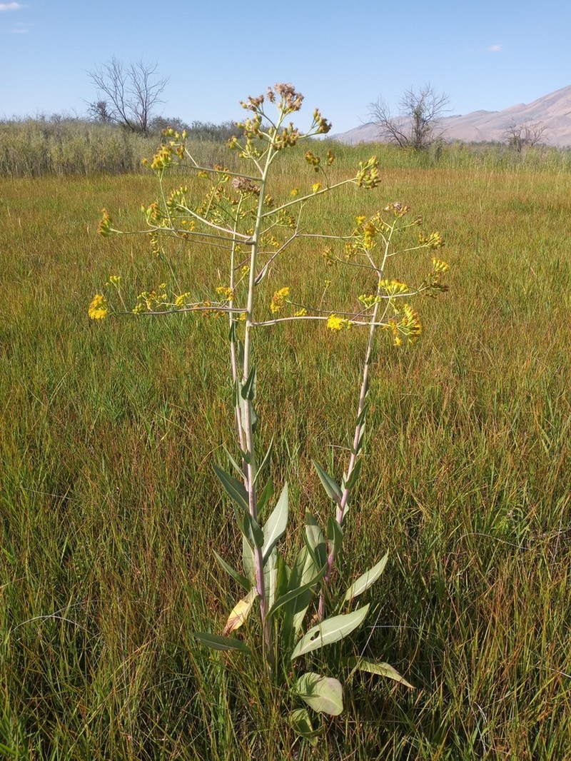 Water Ragwort photo 2