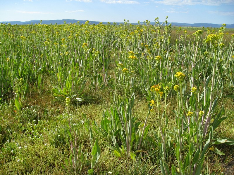 Water Ragwort photo 3