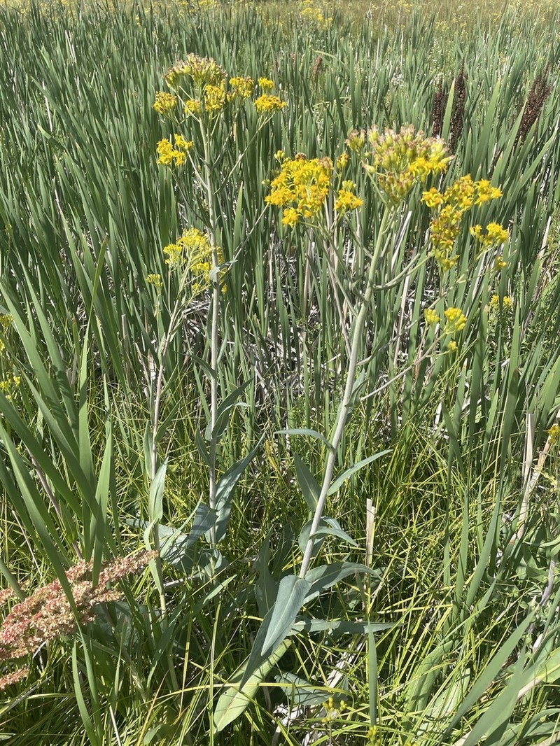 Water Ragwort photo 4
