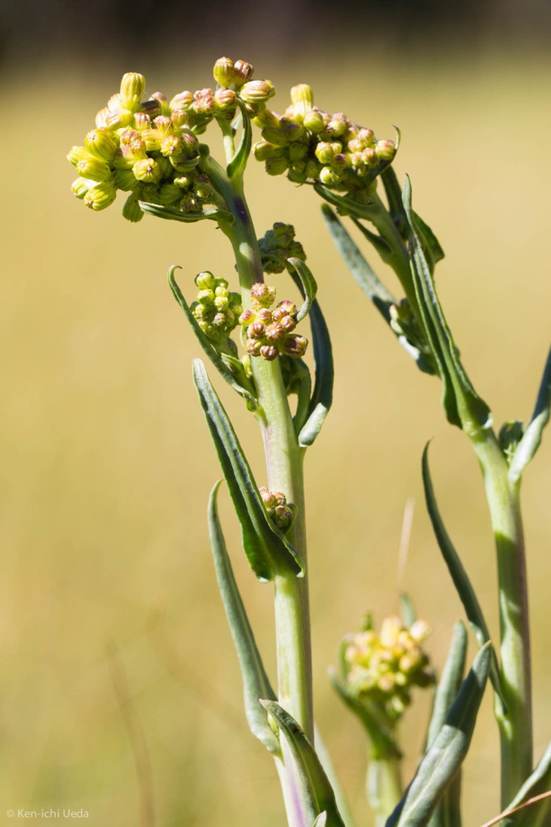 Water Ragwort photo 5