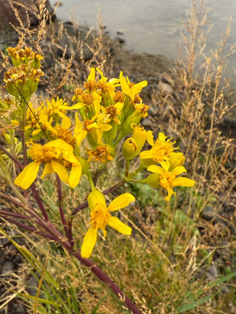Water Ragwort photo 6