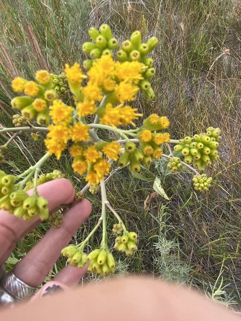 Water Ragwort photo 7