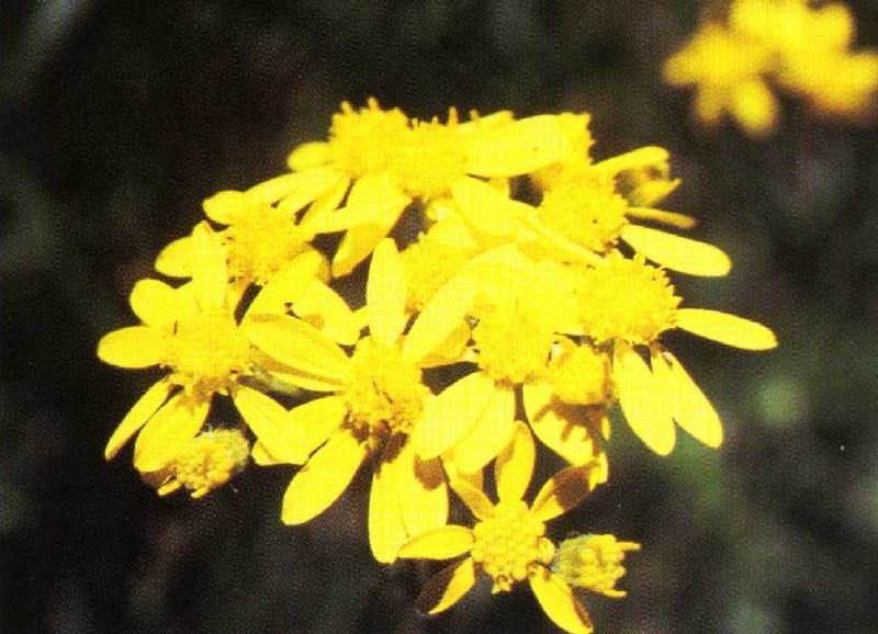 Water Ragwort