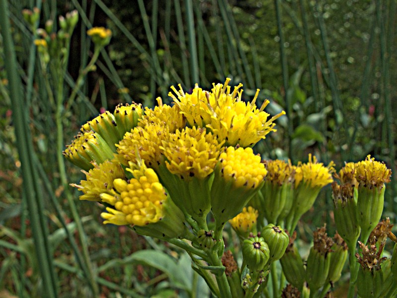 Water Ragwort photo 2
