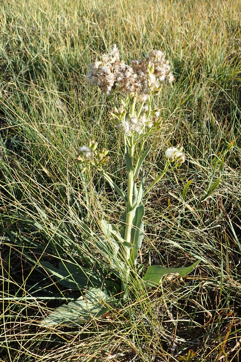 Water Ragwort photo 4
