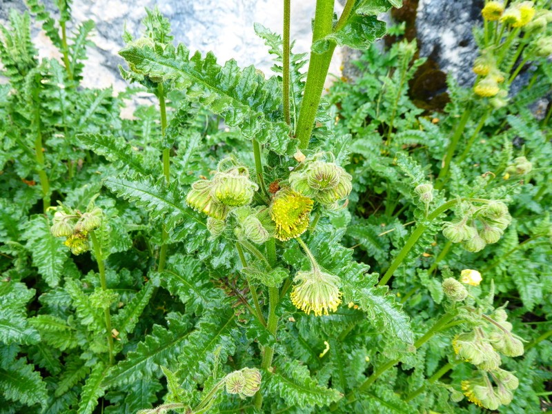 Senecio hyoseridifolius