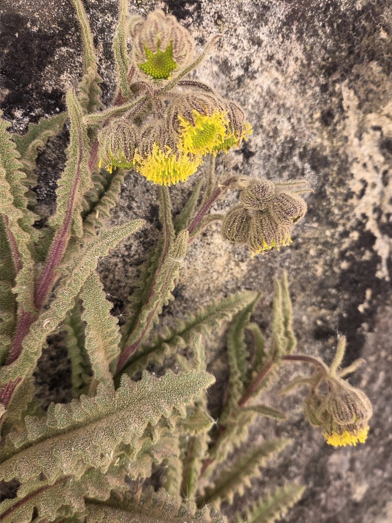 Senecio hyoseridifolius photo 2