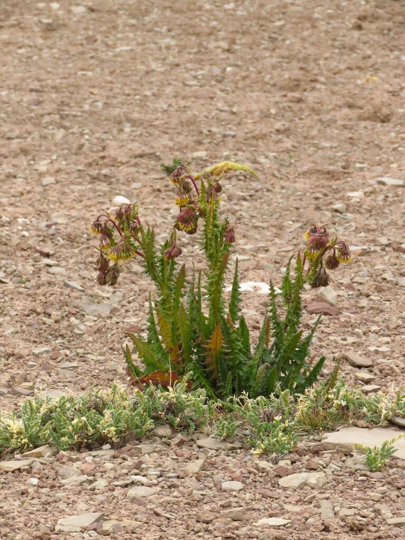 Senecio hyoseridifolius photo 3