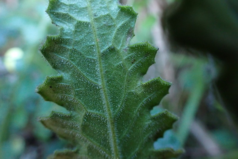 Senecio hyoseridifolius photo 4