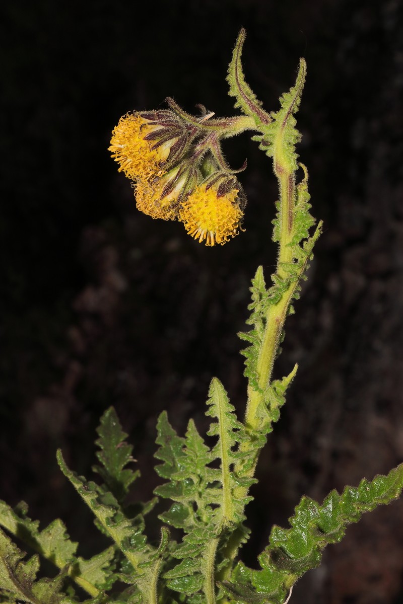 Senecio hyoseridifolius photo 6