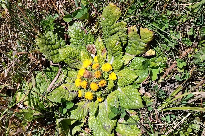 Senecio hyoseridis