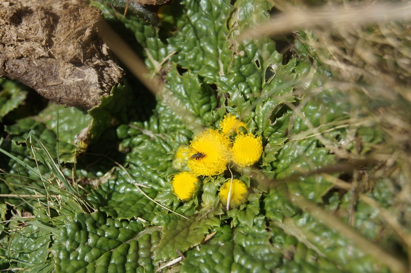 Senecio hyoseridis photo 2