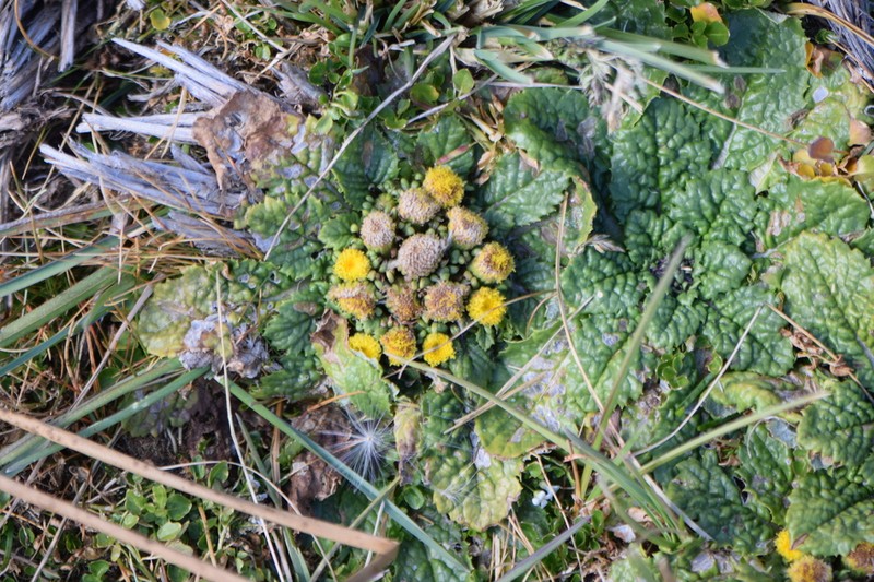 Senecio hyoseridis photo 3
