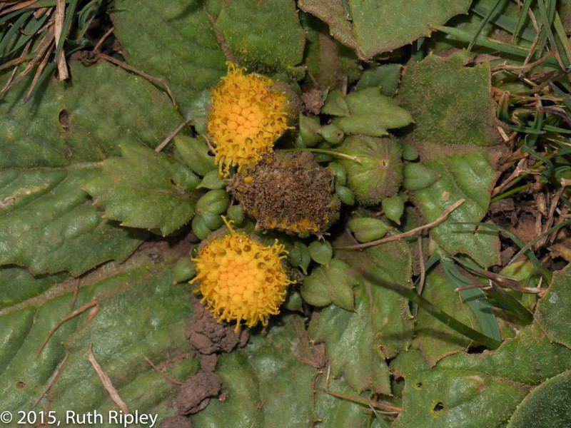 Senecio hyoseridis photo 4