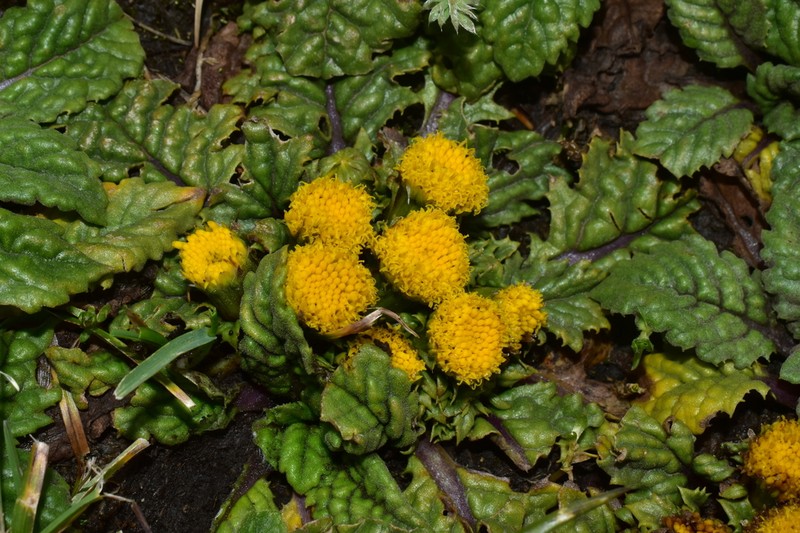 Senecio hyoseridis photo 5