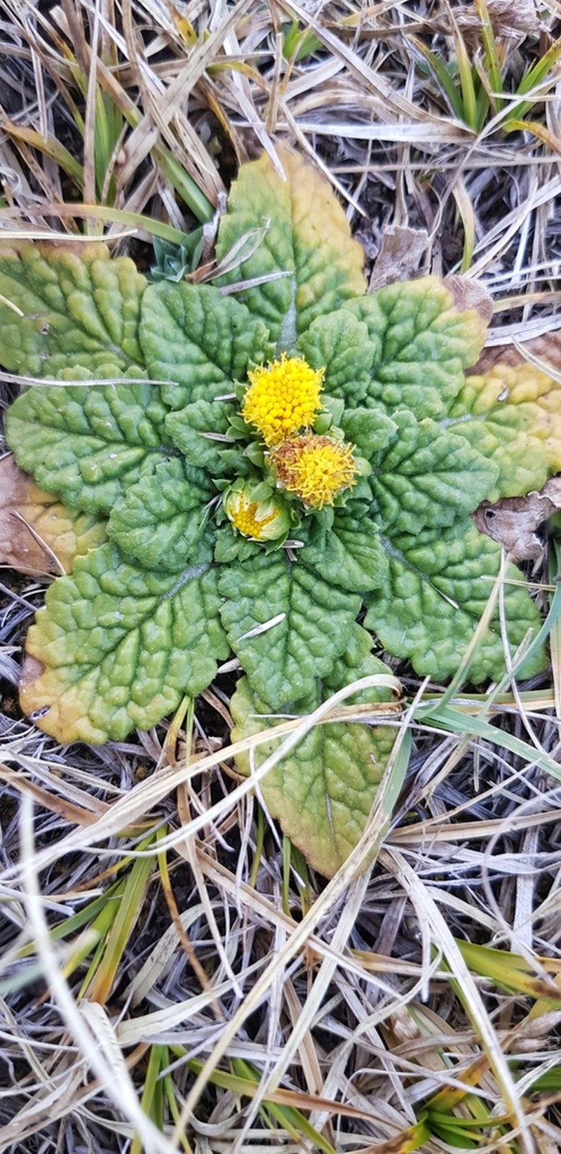 Senecio hyoseridis photo 6