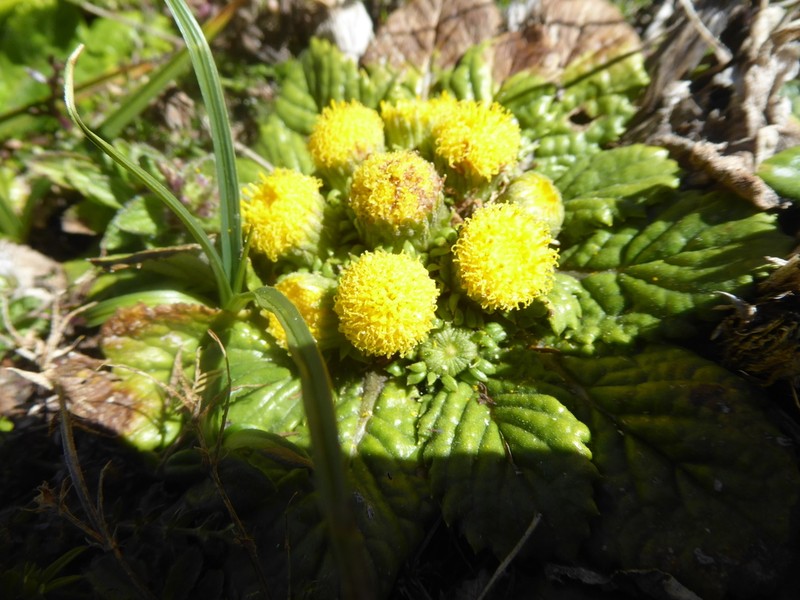 Senecio hyoseridis photo 8