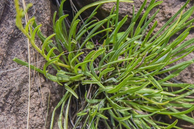 Senecio hypochoerideus