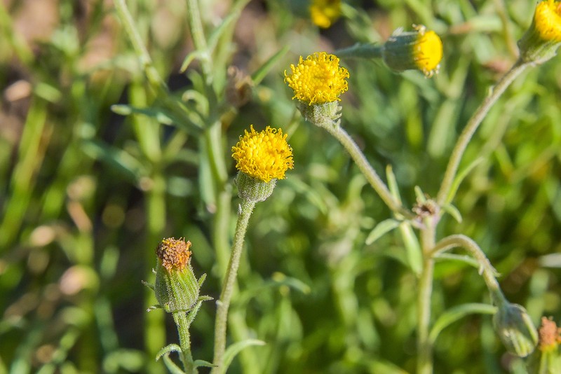 Senecio hypochoerideus photo 2
