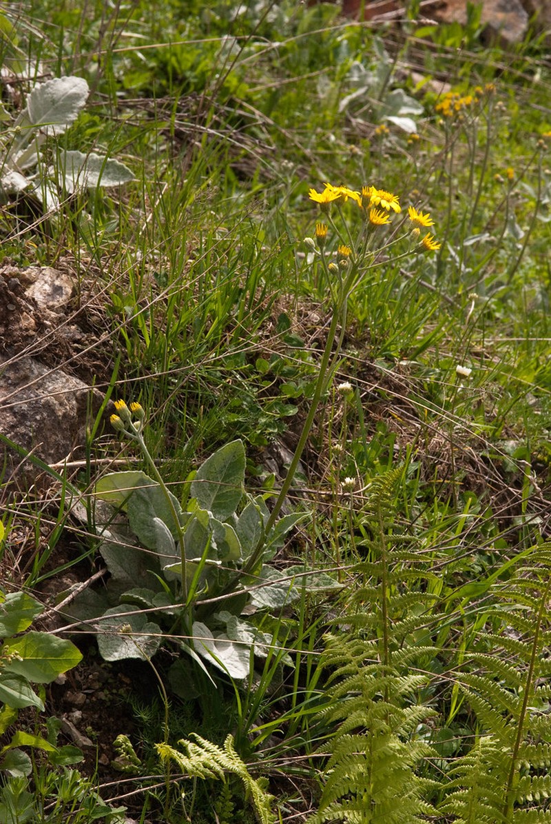 Senecio hypochoerideus photo 3
