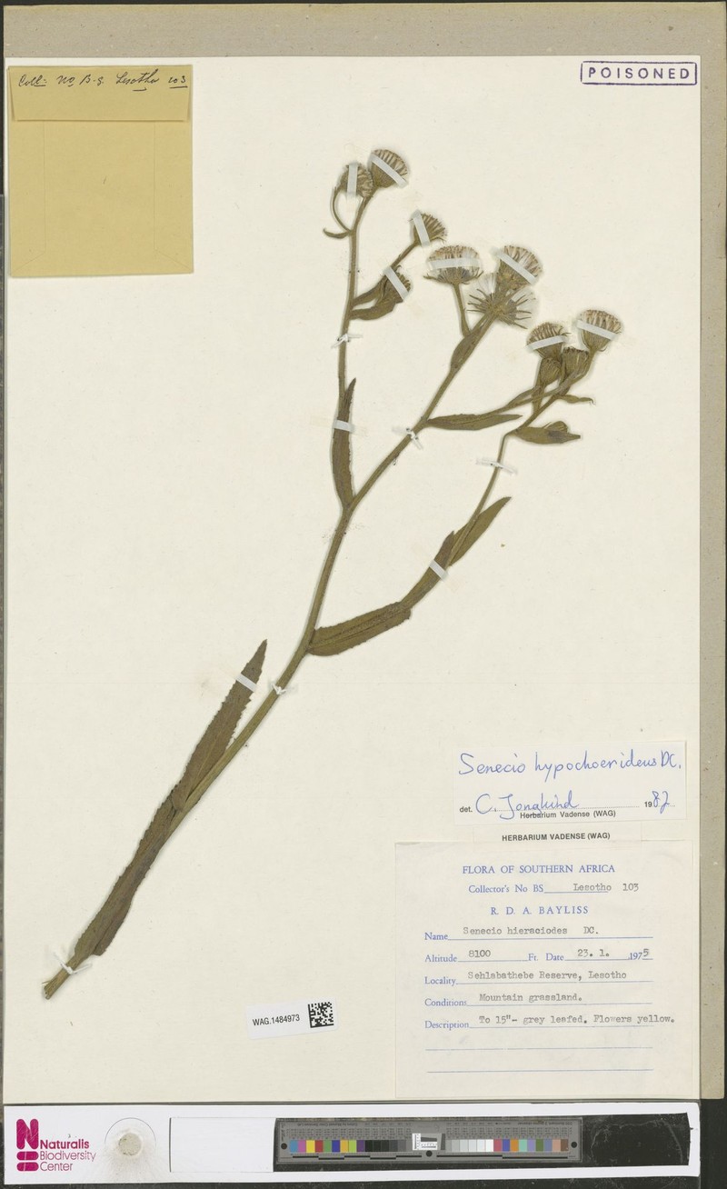 Senecio hypochoerideus photo 4