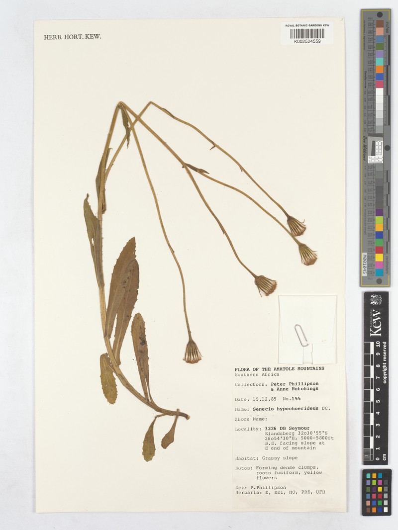 Senecio hypochoerideus photo 5