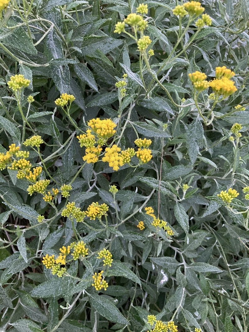 Senecio hypoleucus photo 2