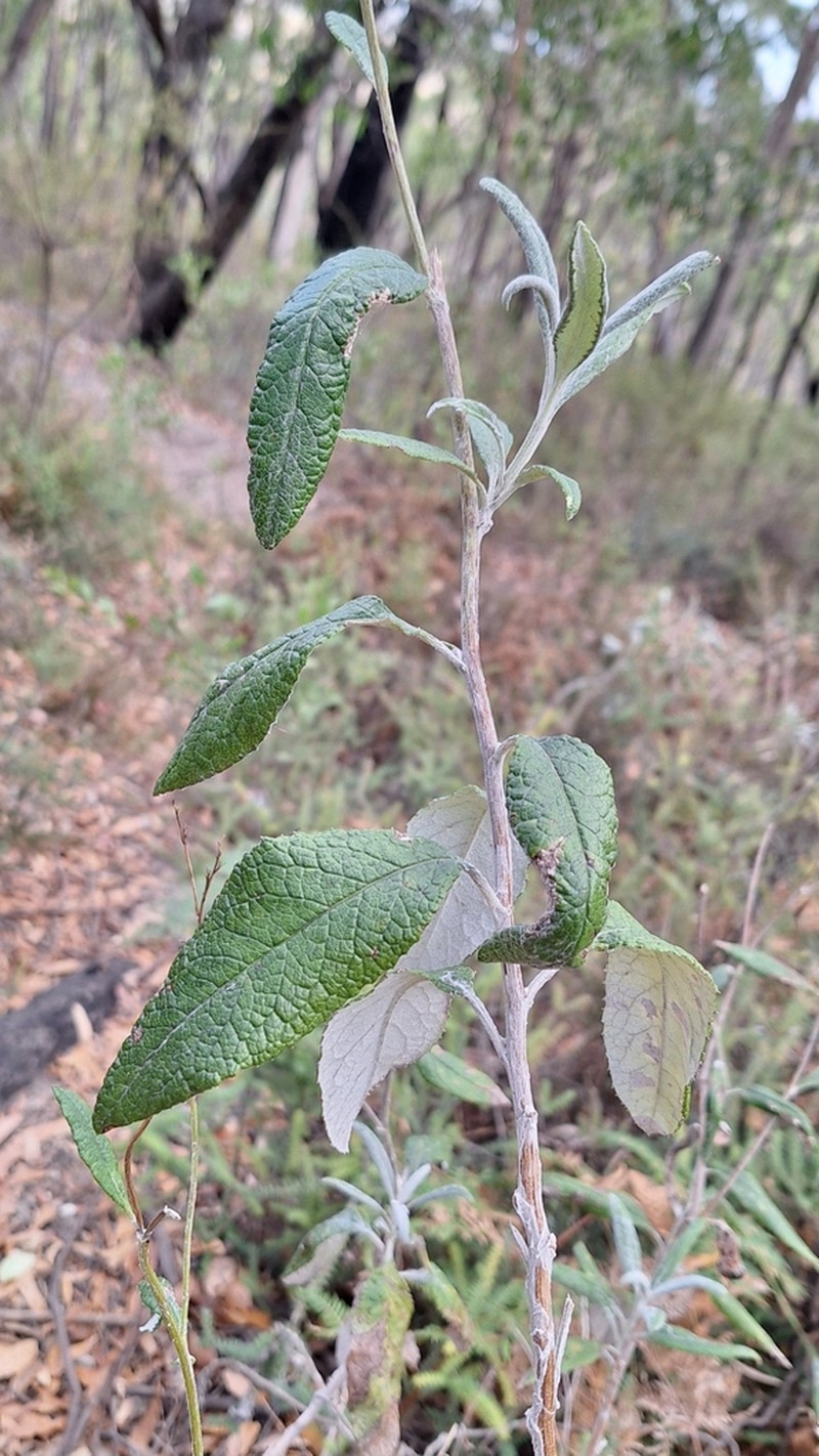 Senecio hypoleucus photo 3