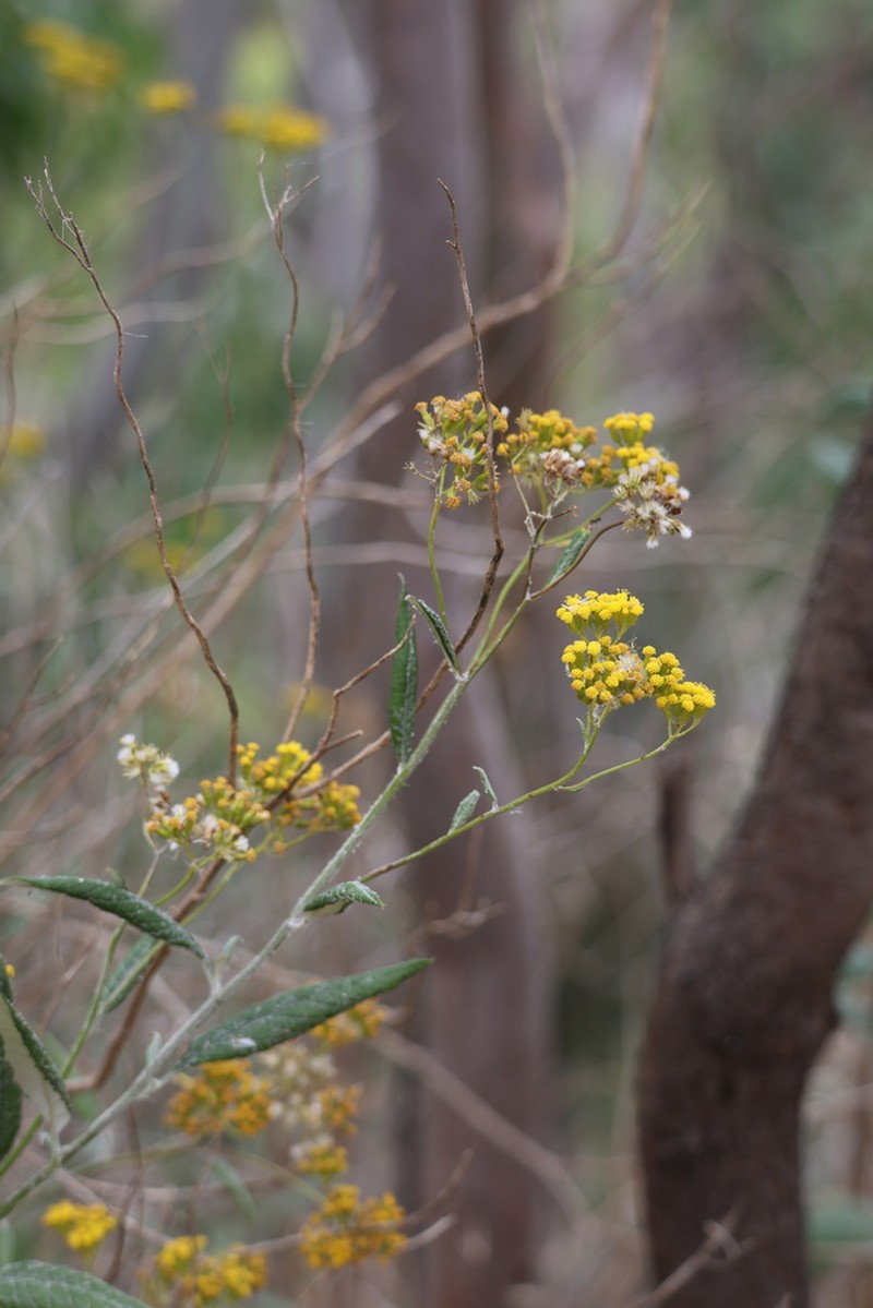 Senecio hypoleucus photo 4