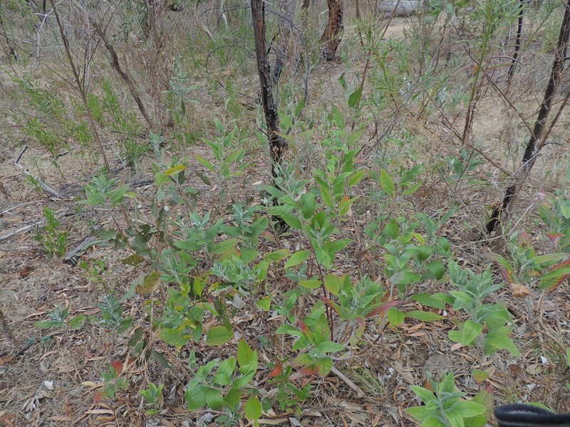 Senecio hypoleucus photo 5