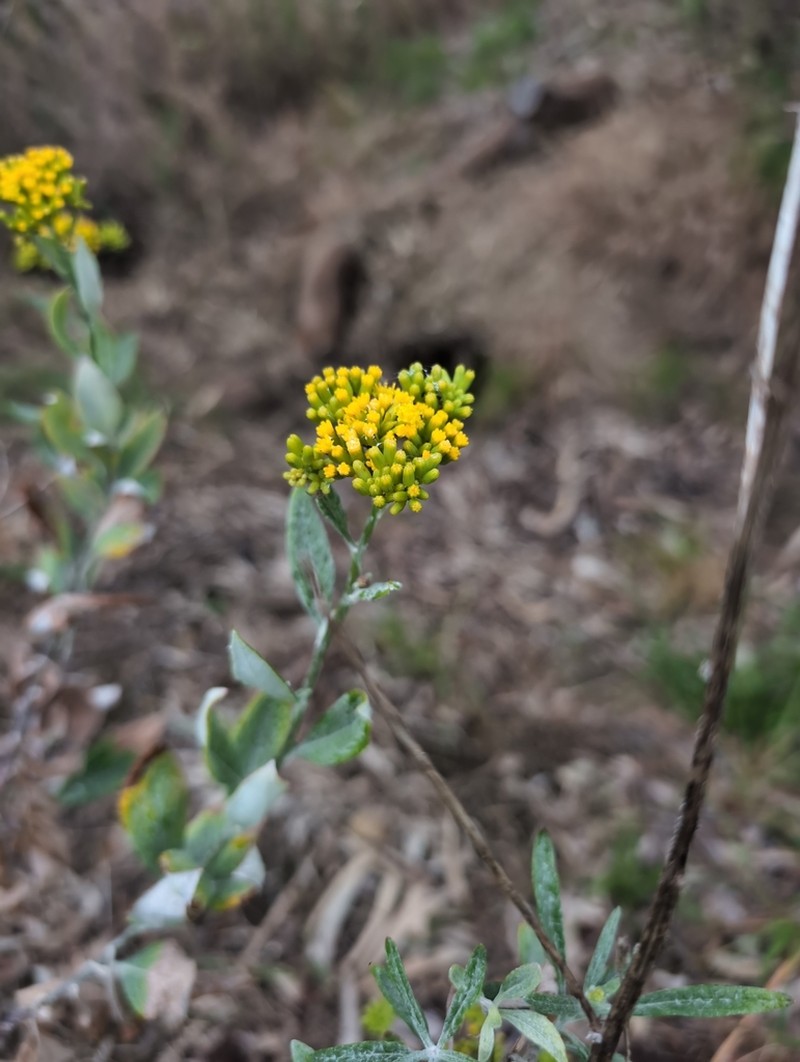 Senecio hypoleucus photo 6