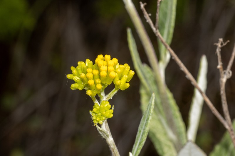 Senecio hypoleucus photo 7