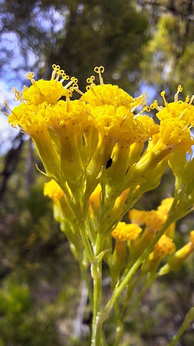 Senecio hypoleucus photo 8