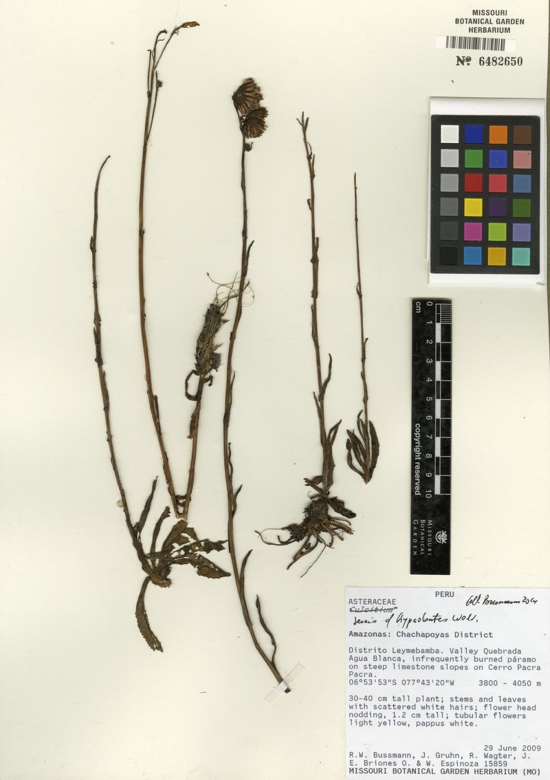 Senecio hypsobates