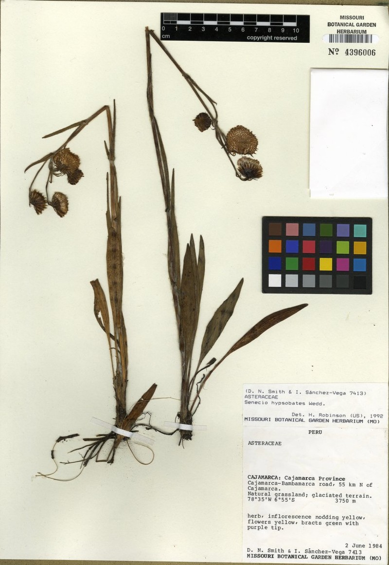 Senecio hypsobates photo 2