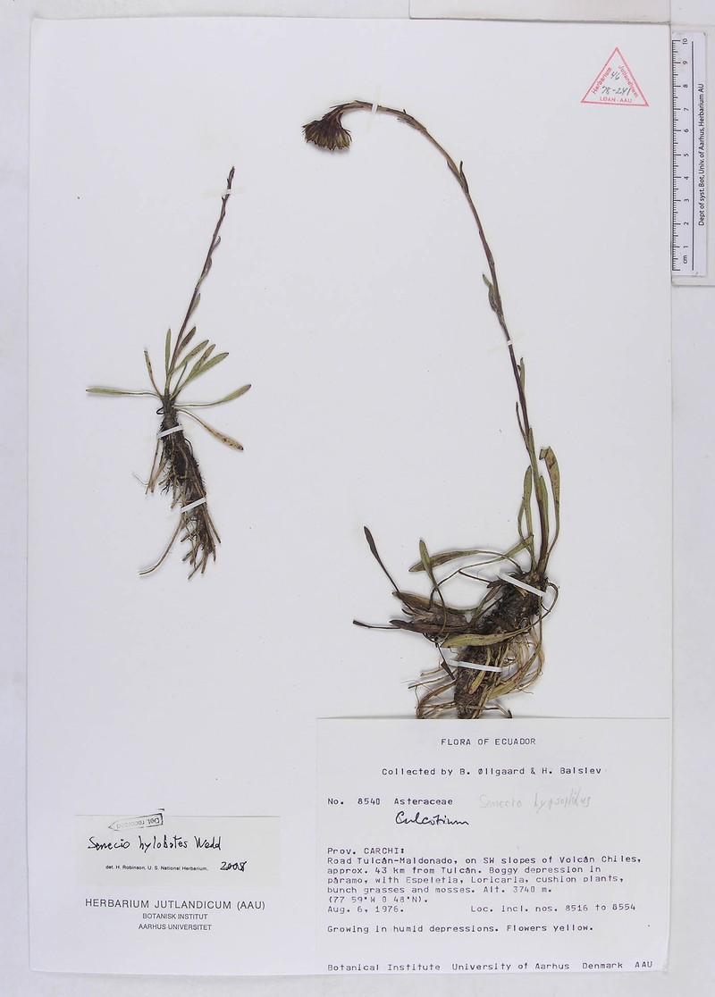 Senecio hypsobates photo 5