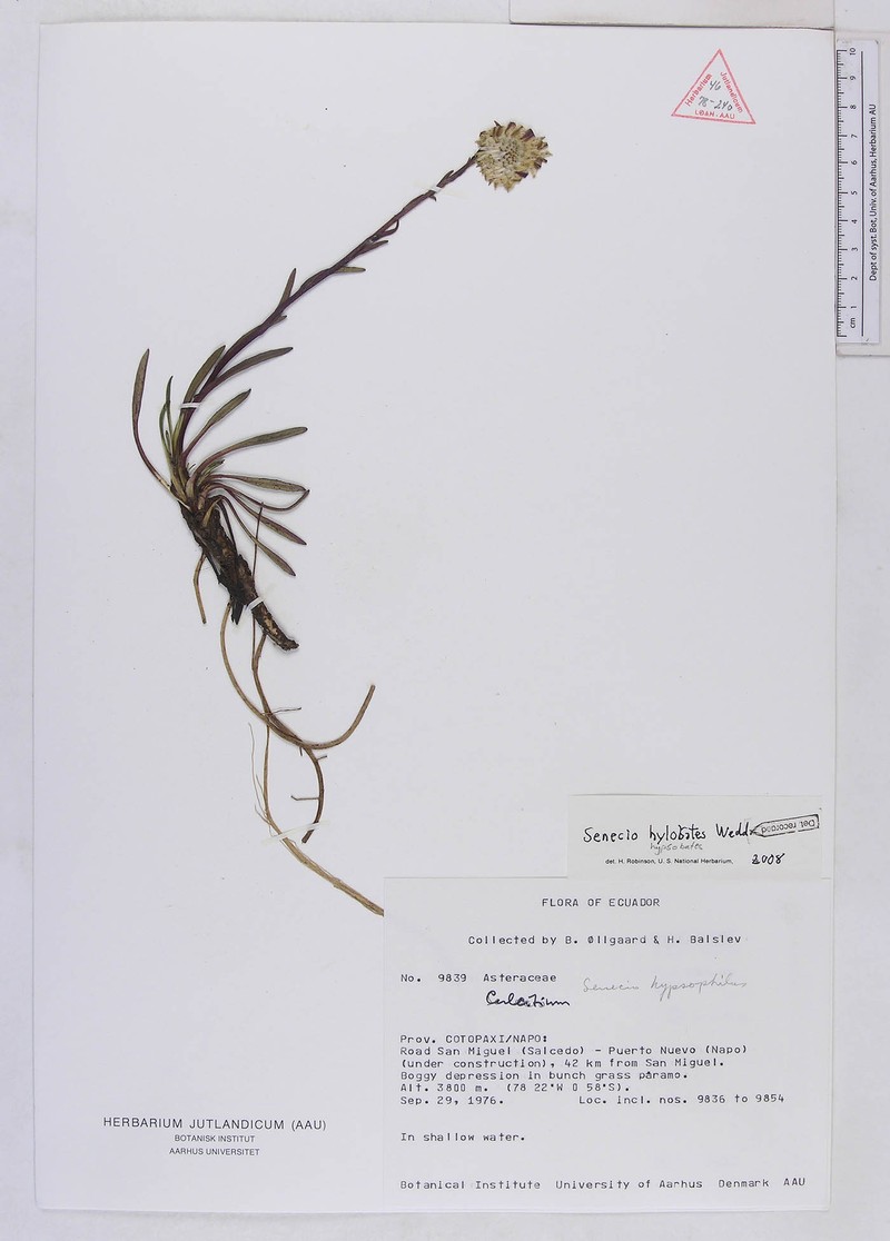 Senecio hypsobates photo 6