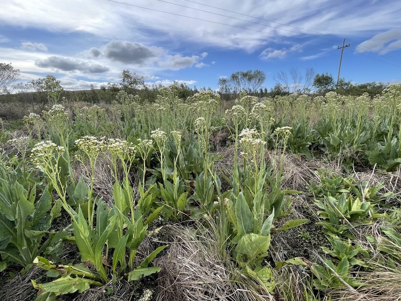 Senecio icoglossoides
