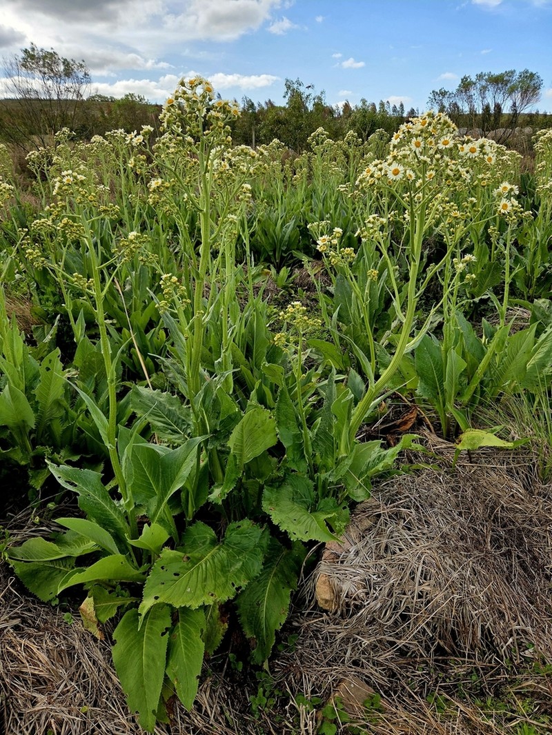 Senecio icoglossoides photo 2