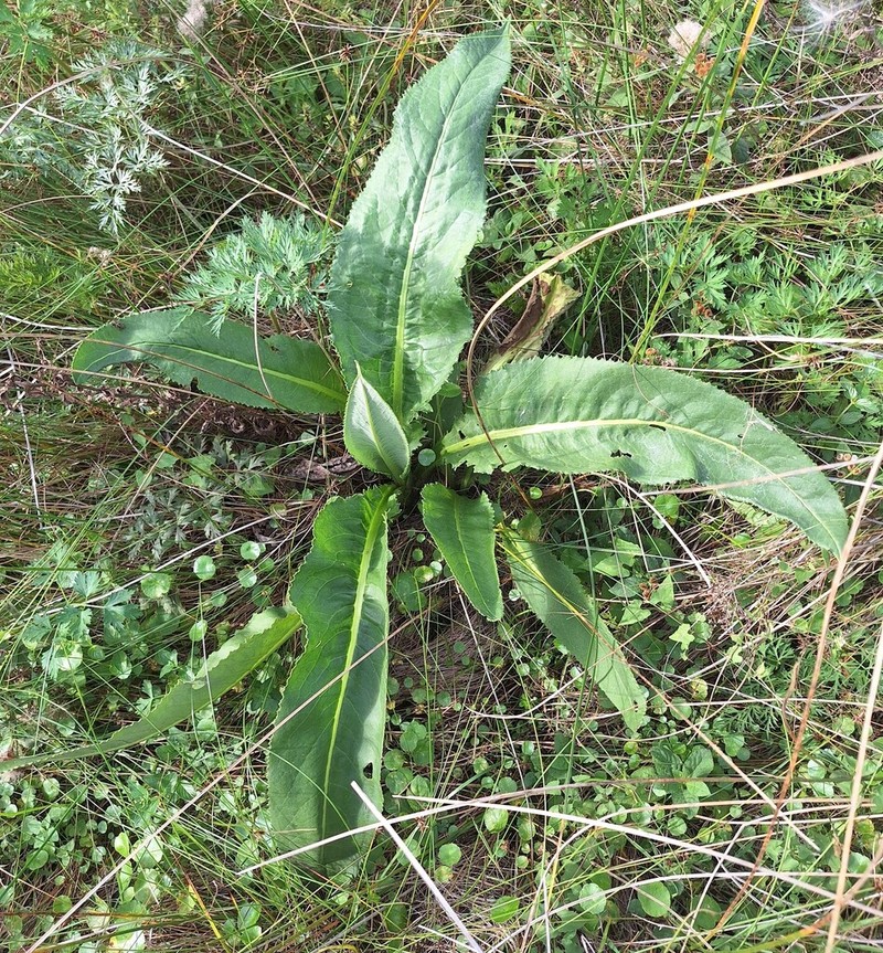 Senecio icoglossoides photo 3