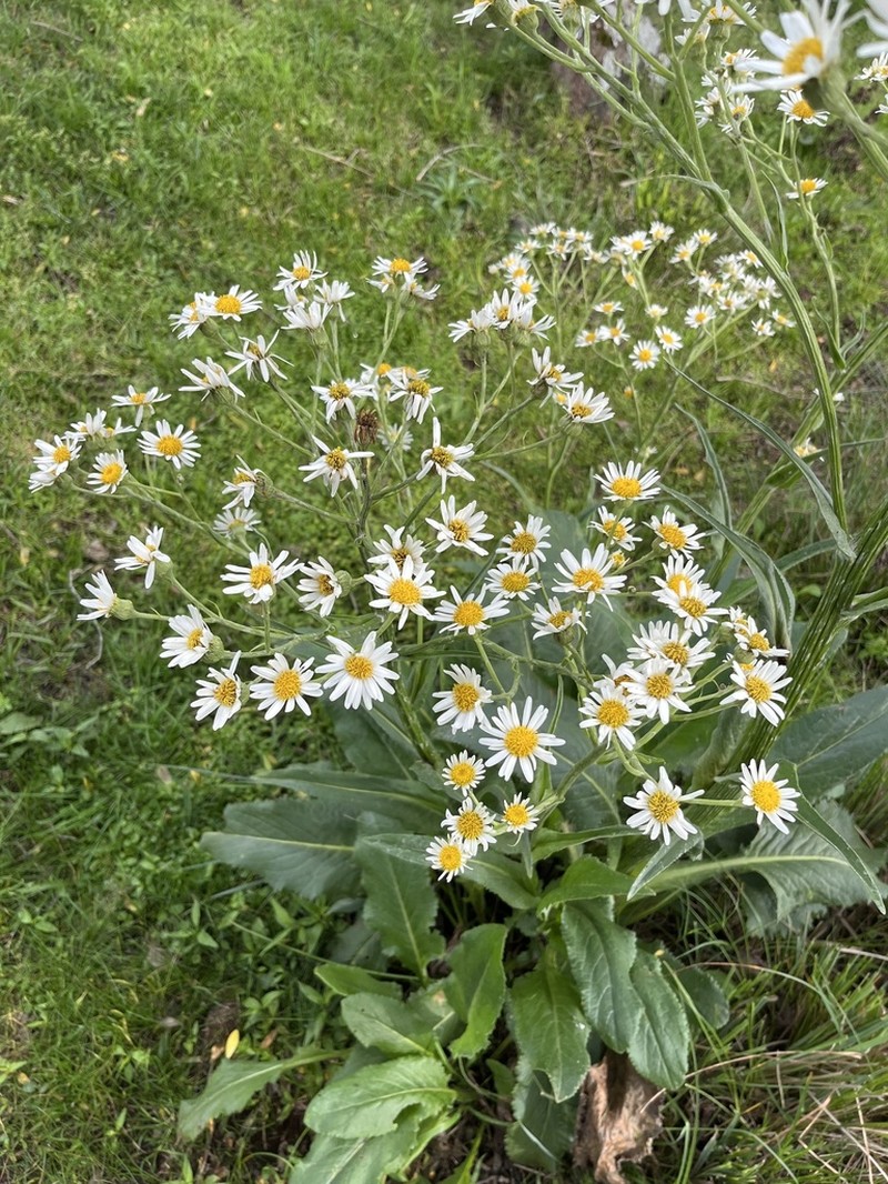 Senecio icoglossoides photo 4