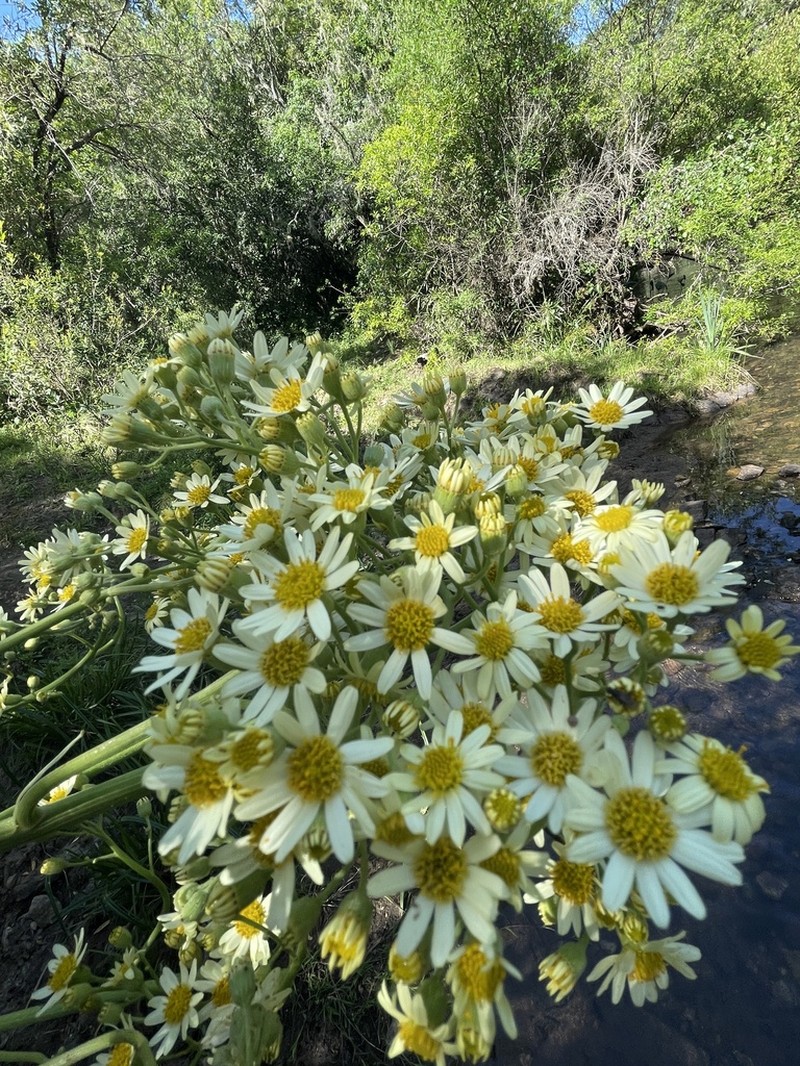Senecio icoglossoides photo 5