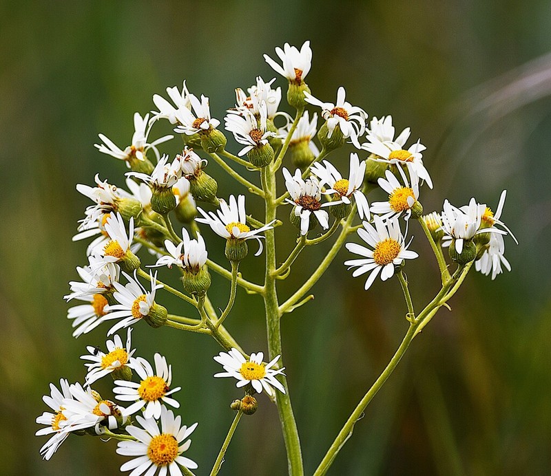 Senecio icoglossoides photo 6