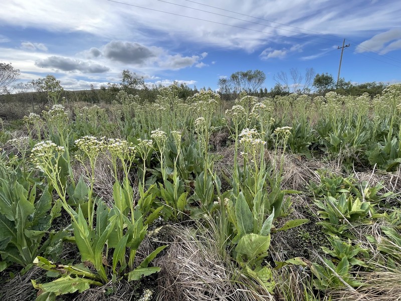 Senecio icoglossoides photo 8