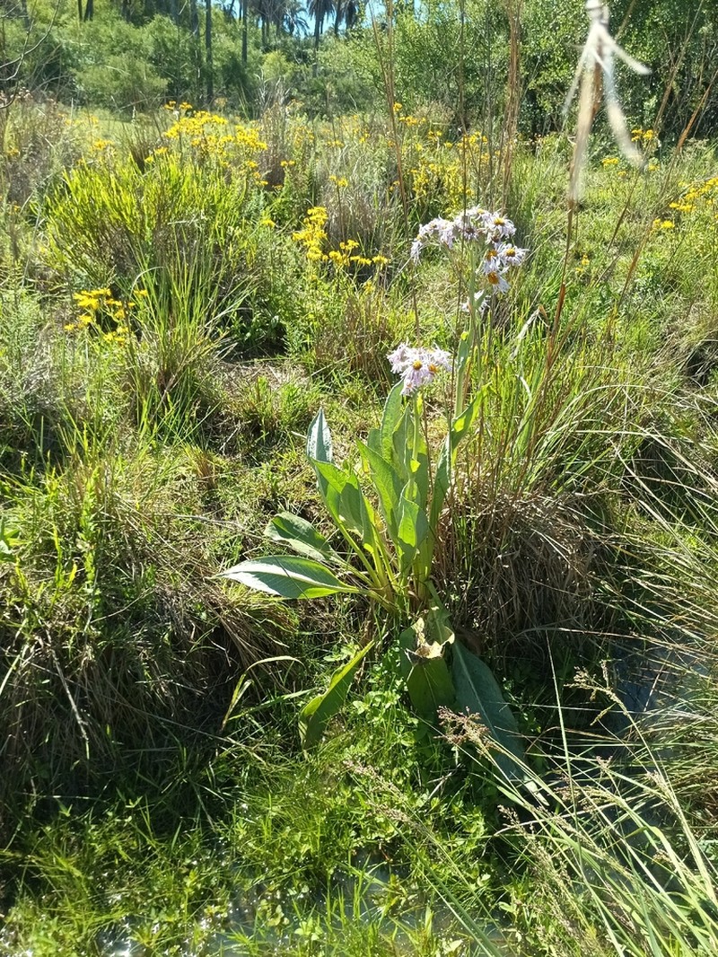 Senecio icoglossus