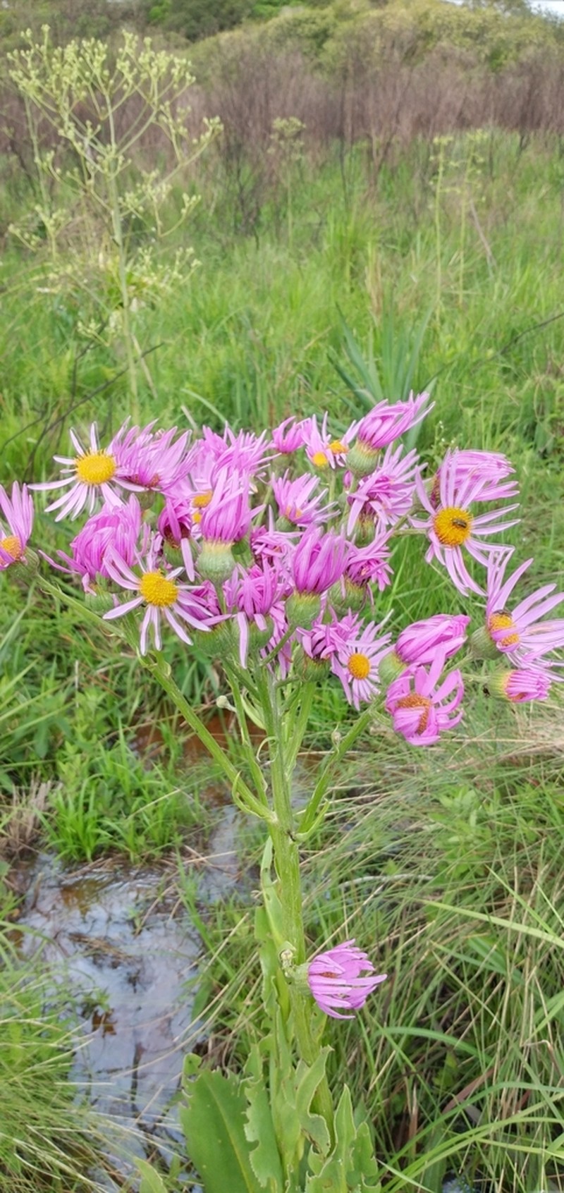 Senecio icoglossus photo 2