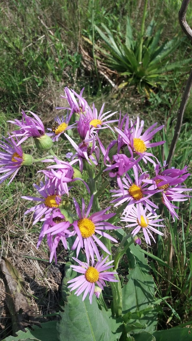 Senecio icoglossus photo 3